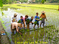 planting rice